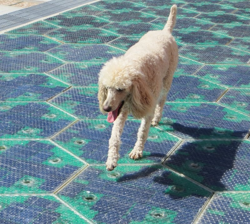 Dog crossing Solar Roadway prototype