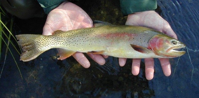 Cutthroat trout