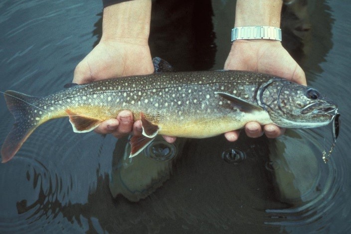 Lake trout