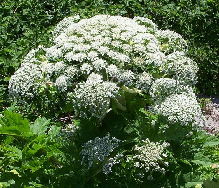 Giant hogweed