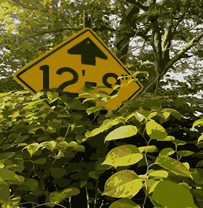 Japanese knotweed covering up a traffic sign