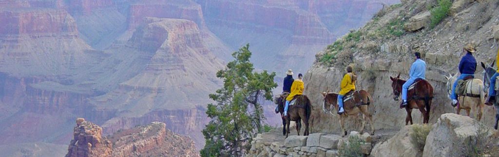 Horses in Grand Canyon