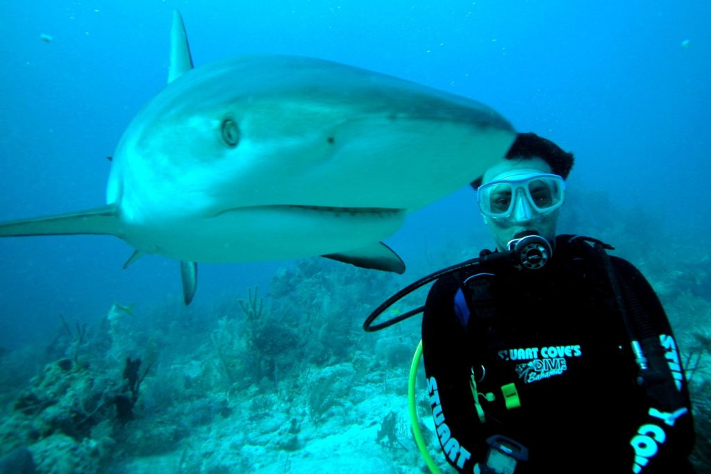 Shark poses with geared-up diver