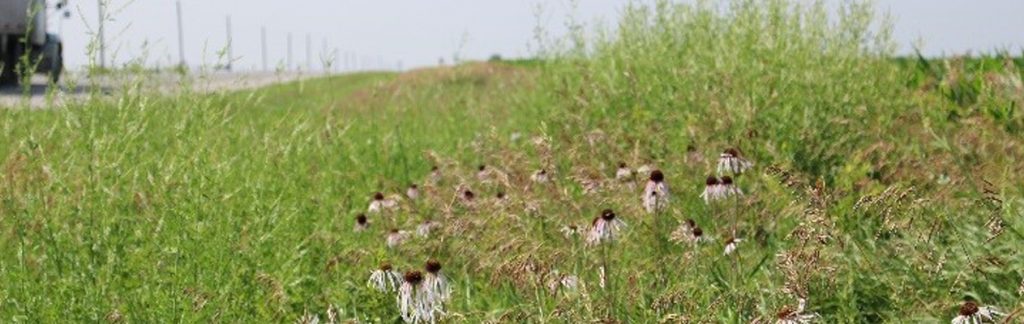 Flowers on roadside