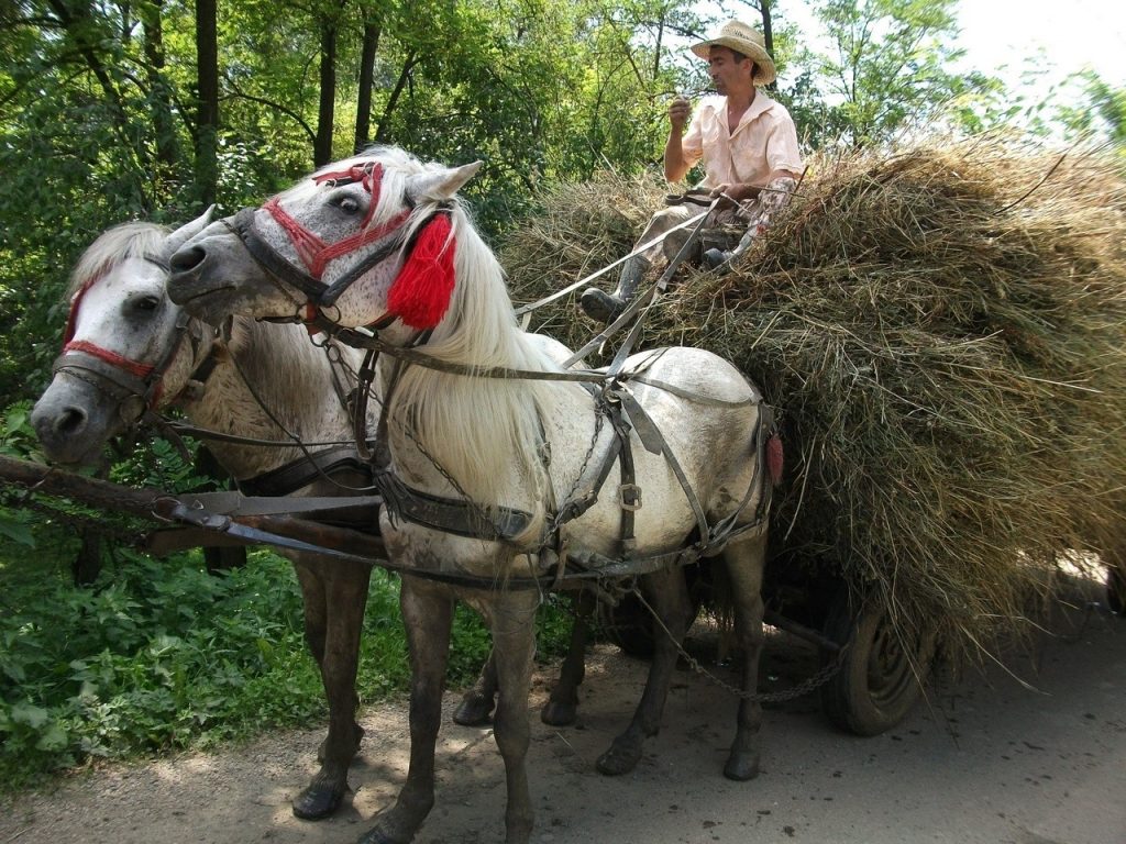 Horses pulling a cart