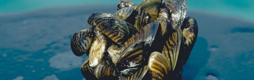 Zebra mussel cluster. Photo taken by D. Jude, Univ. of Michigan.