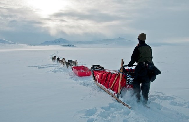 An usher and dog team on the snowy tundra