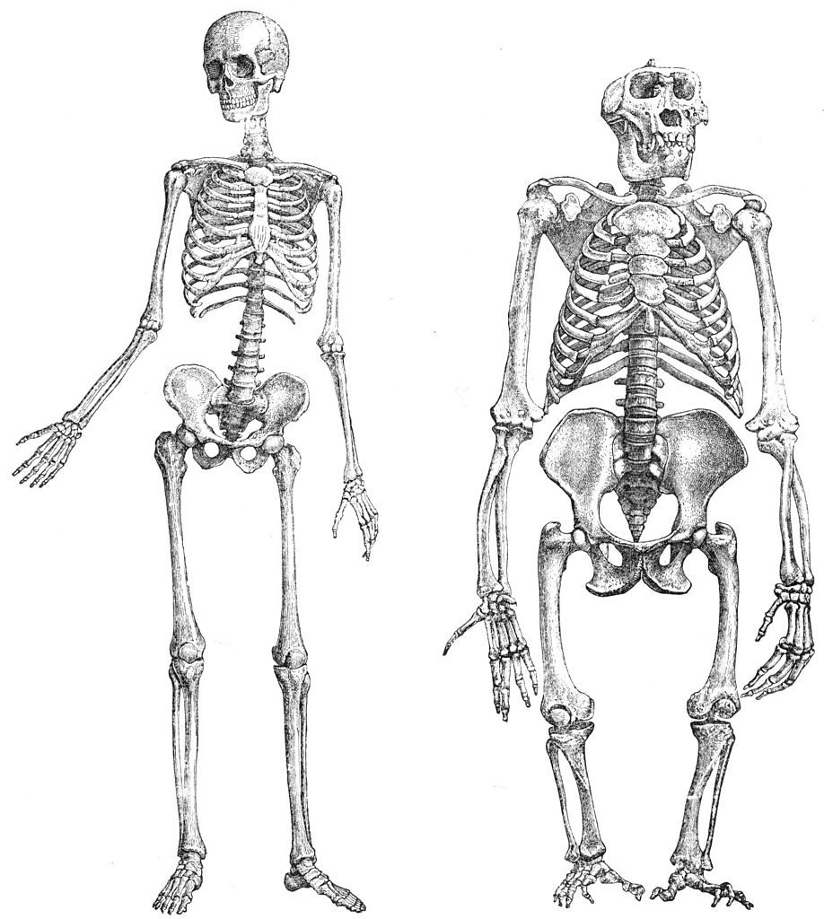 homo erectus skeleton structure